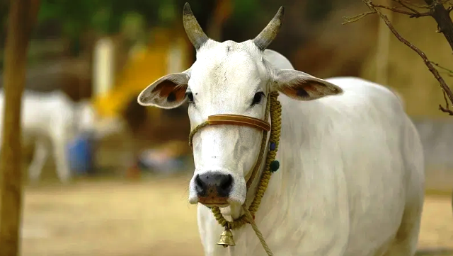Ayodhya Eight Cows Death