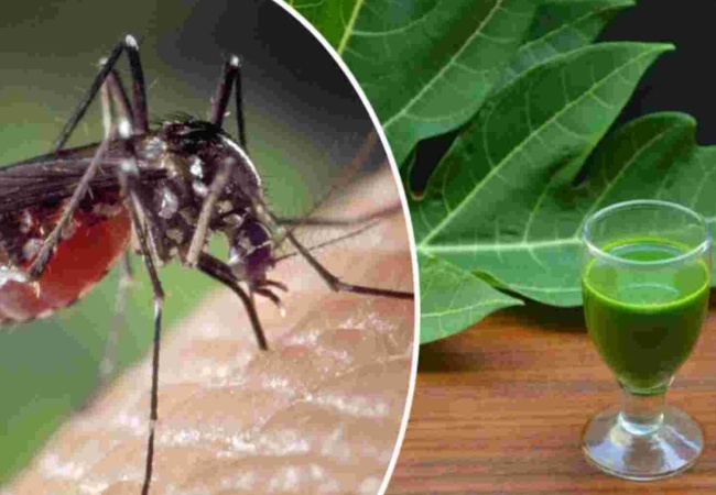 Papaya Leaf Benefits in Dengue