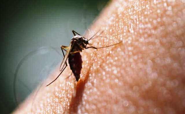 Dengue treatment Tips