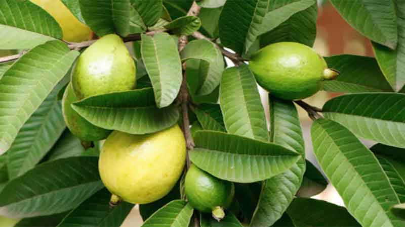 Guava Leaves Benefits