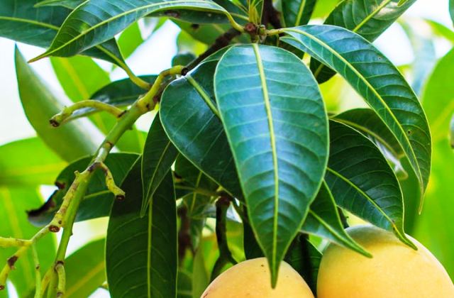 Mango Leaves Benefits