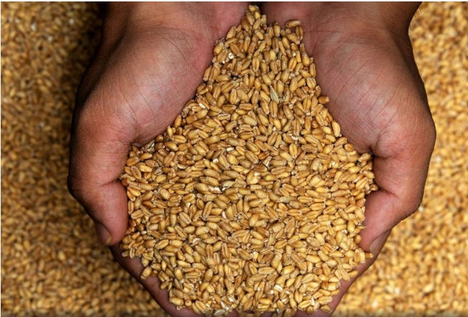 UP News: गेहूं की सरकारी खरीद आज से शुरू, ऐसे होगा किसानों का भुगतान