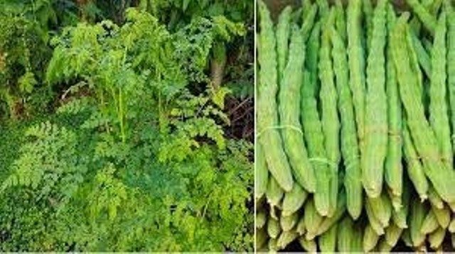 Drumstick cultivation