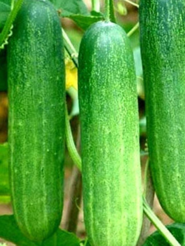 Cucumber benefits : रोजाना जरूर खाएं खीरा, शरीर को मिलते हैं ये गजब के फायदे