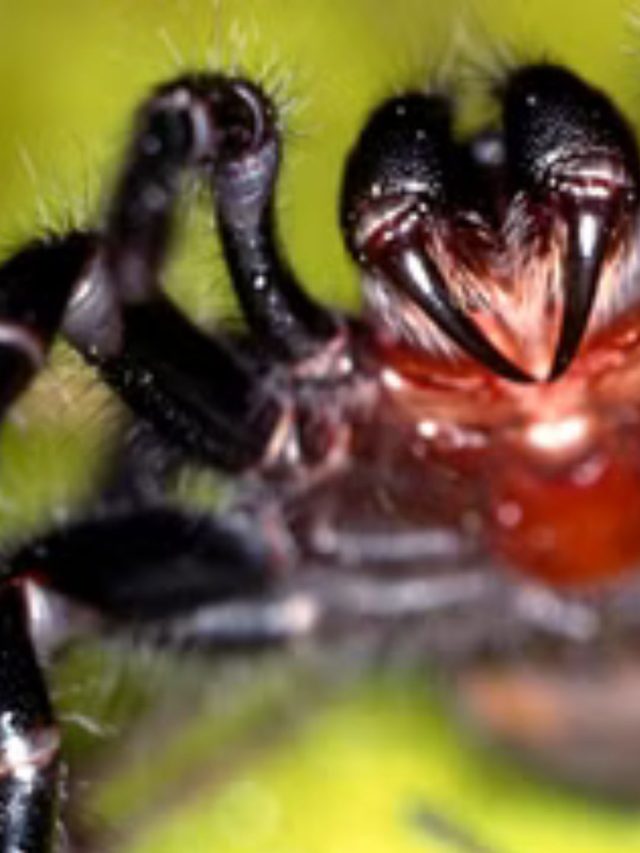 ये हैं दुनिया के सबसे ताकतवर कीड़े, काटने पर हो सकती है मौत
