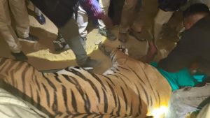Lucknow Tiger Rescue