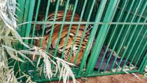 Lucknow Tiger Rescue