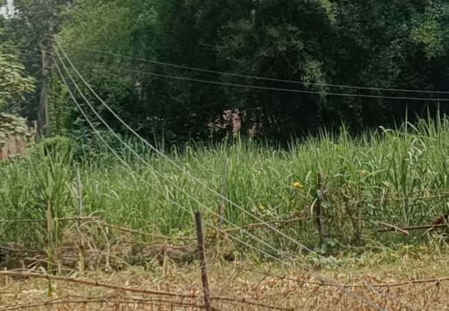 corruption in electricity 