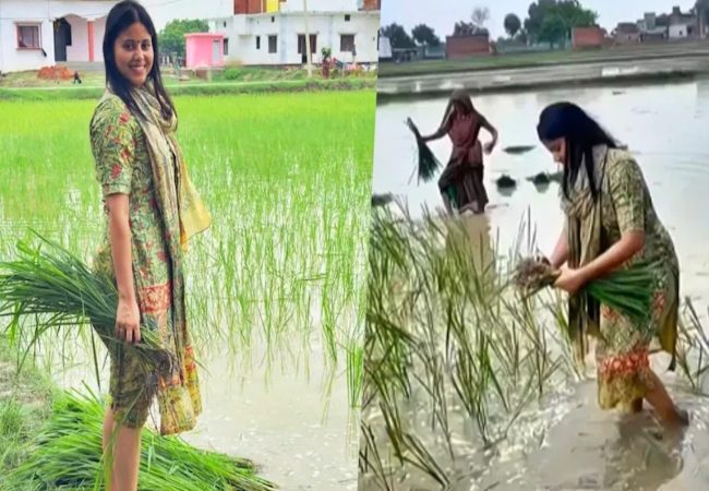 Priya Saroj rice plantation