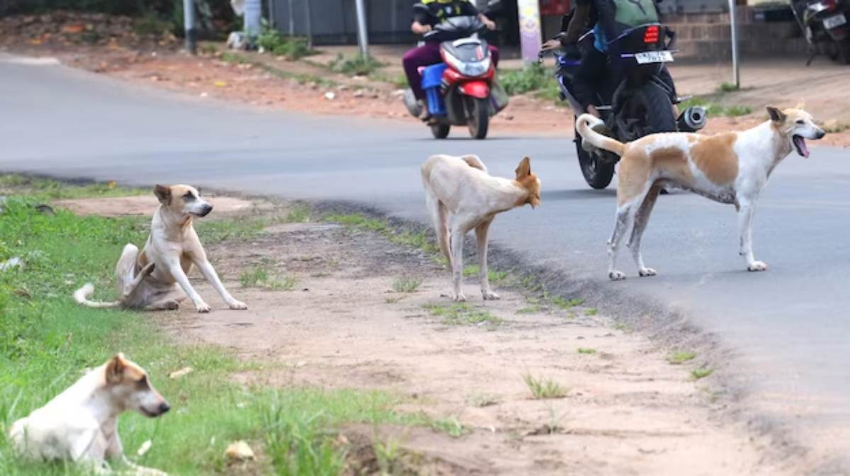 Kanpur dog attack