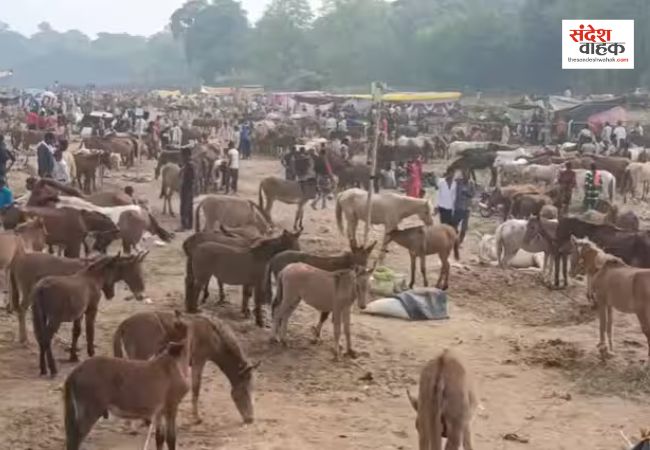 Chitrakoot News: यूपी के ऐतिहासिक गधा मेले में लग रही अमिताभ, शाहरुख, सलमान, आलिया और काजोल की बोली!