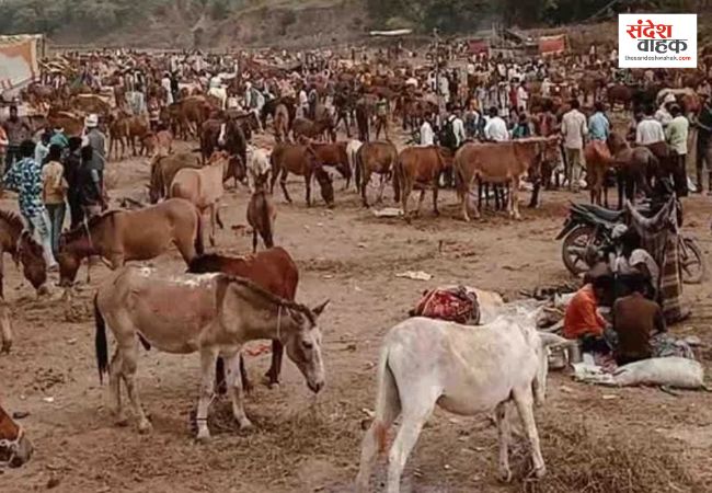 Chitrakoot News: यूपी के ऐतिहासिक गधा मेले में लग रही अमिताभ, शाहरुख, सलमान, आलिया और काजोल की बोली!