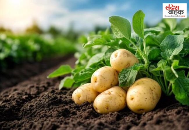 Potato Crop