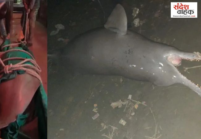 Ganges Dolphin Death Kanpur