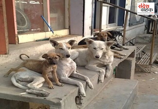 Supreme Court hearing on stray dogs