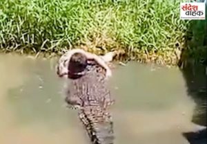 Crocodile Attack On Hunter