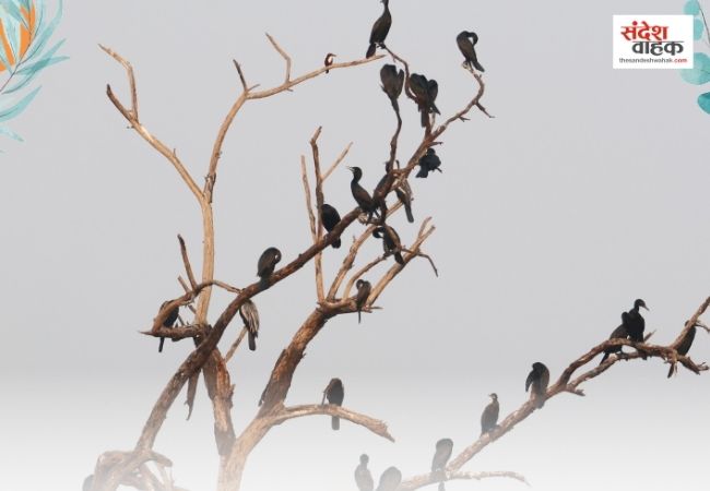 लखनऊ: सीजी सिटी वेटलैंड में आज जुटेंगे परिंदे और पर्यावरण प्रेमी, जानें बच्चों के लिए क्या है खास?