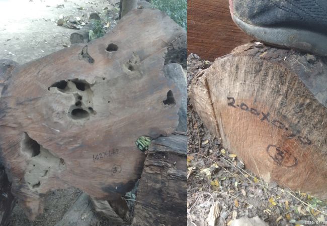 Balrampur News: आरा मशीनों पर होती है अवैध व जंगली लकड़ियों की चिरान, वन विभाग की टीम ने बरामद की लकड़ी