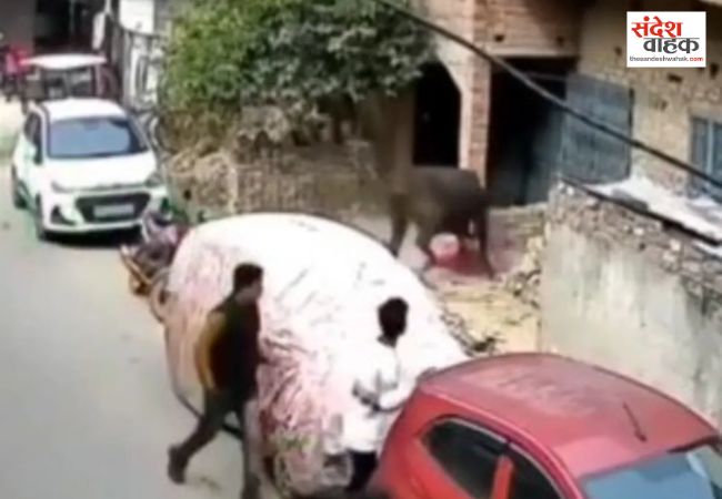 Lucknow News: गाय ने मासूम बच्ची को जमीन पर पटककर बेरहमी से रौंदा, तबेला संचालक पर FIR