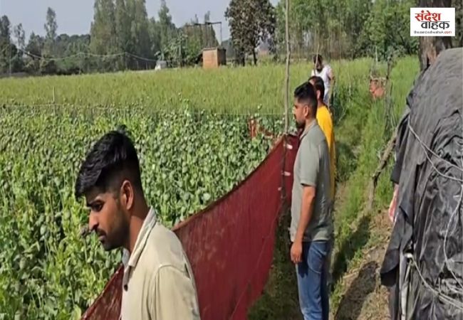 Bareilly News: अबैध Opium Farming का खुलासा, ANTF की कार्रवाई में 2 करोड़ की अफीम की बरामद