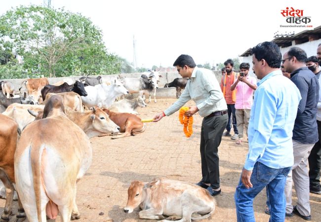 Siddharthnagar News: डीएम शिवशरणप्पा ने पत्नी संग की गौ-सेवा, कपिलवस्तु की गौशाला में खिलाया गुड़-केला