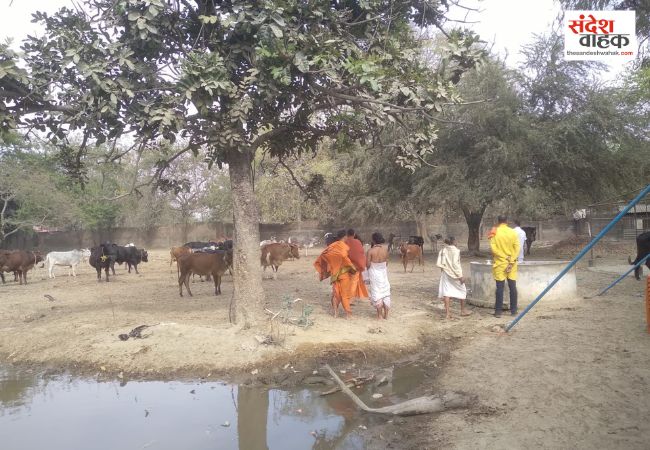 अविमुक्तेश्वरानंद ने किया गौ-पूजन, बोले- गौ सेवा ही भारतीय संस्कृति का आधार
