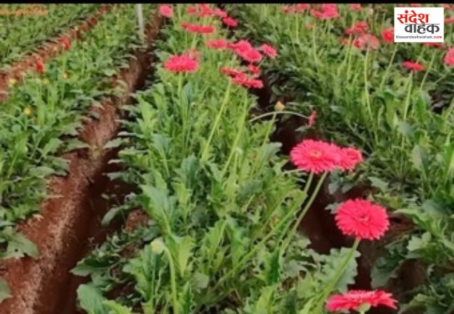 सब्सिडी से नीरज की बदली तकदीर, जरबेरा की खेती से कर रहे लाखों की कमाई