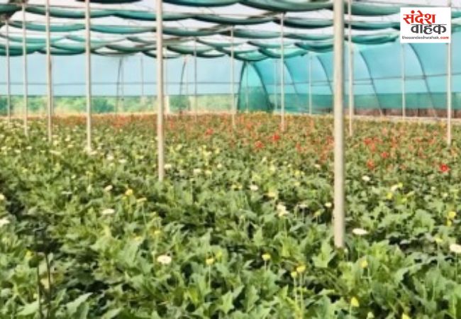 सब्सिडी से नीरज की बदली तकदीर, जरबेरा की खेती से कर रहे लाखों की कमाई