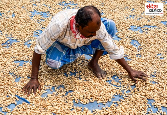 मोदी सरकार ने 14 खरीफ फसलों का MSP बढ़ाया, सूरजमुखी पर सबसे ज्यादा लाभ