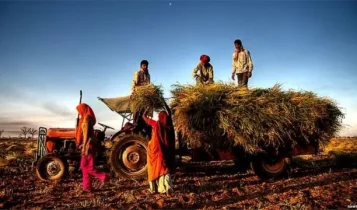 Wheat Price: गेहूं के रिकॉर्ड उत्पादन ने बढ़ाई किसानों की मुसीबत, जानें क्यों घट रही कमाई?
