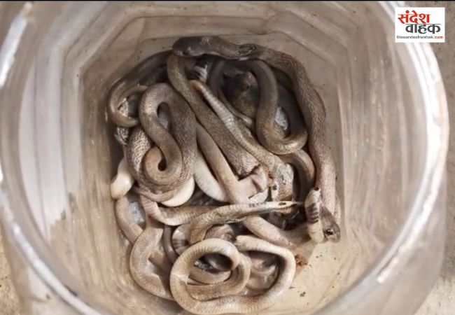 बर्डपुर के एक मकान से निकले 30 से ज्यादा सांप के बच्चे