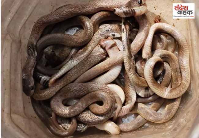 बर्डपुर के एक मकान से निकले 30 से ज्यादा सांप के बच्चे