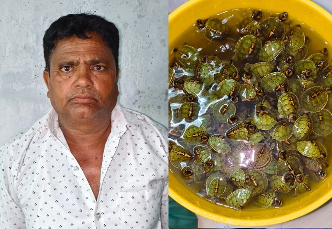 कानपुर में STF का बड़ा एक्शन, 171 दुर्लभ कछुओं के साथ अंतरराज्यीय तस्कर गिरफ्तार