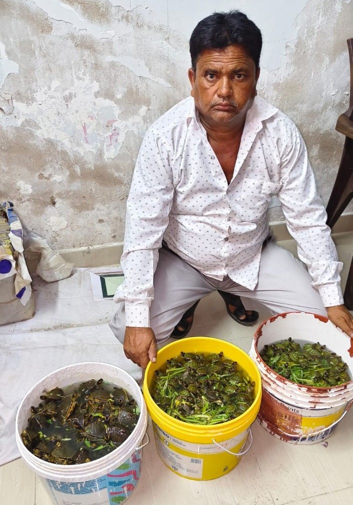 कानपुर में STF का बड़ा एक्शन, 171 दुर्लभ कछुओं के साथ अंतरराज्यीय तस्कर गिरफ्तार