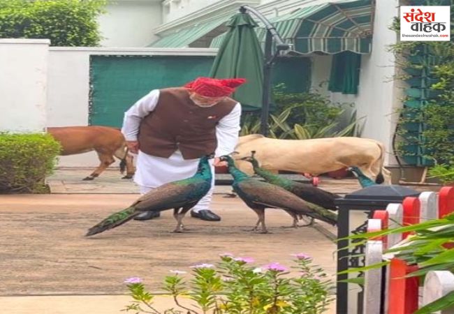 स्वतंत्रता दिवस पर लाल किला रवाना होने से पहले पुंगनूर गायों और मोरों के बीच दिखे पीएम मोदी