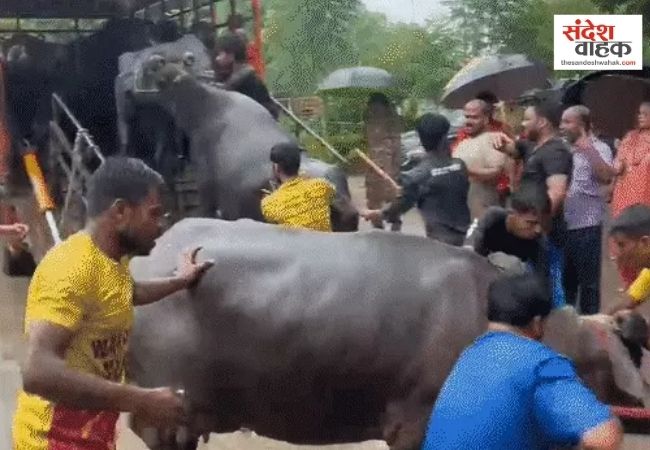 लखनऊ में पुलिस पर हमले के बाद पारा में PAC तैनात, 200 भैंसें जब्त, मेयर बोलीं- खाली होगा इलाका