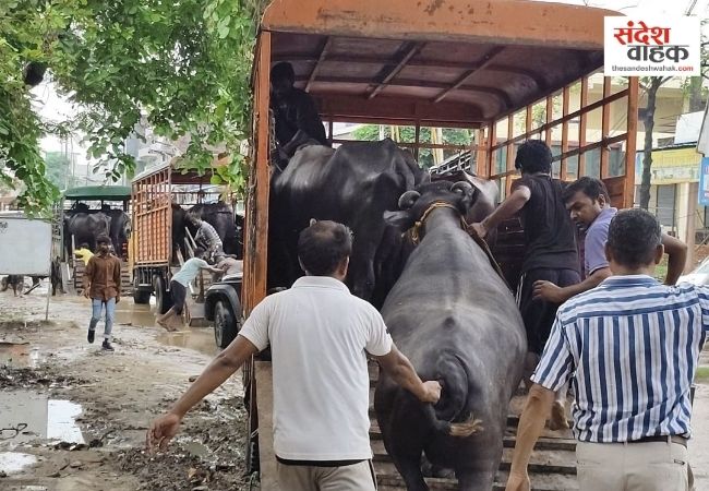 लखनऊ में 243 भैंसों की नीलामी करेगा नगर निगम, 20,500 से शुरू होगी बोली