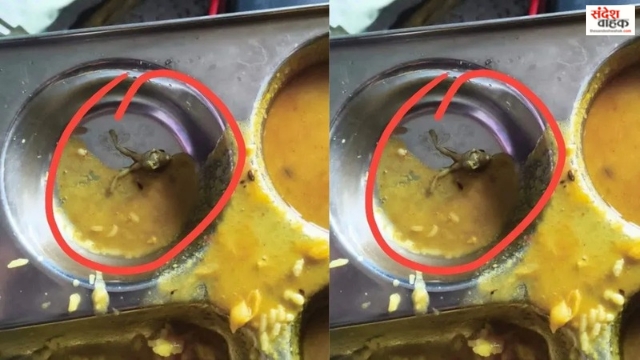 महराजगंज: नवोदय विद्यालय की दाल में मिला मरा मेंढक, छात्रों और अभिभावकों ने मचाया हंगामा