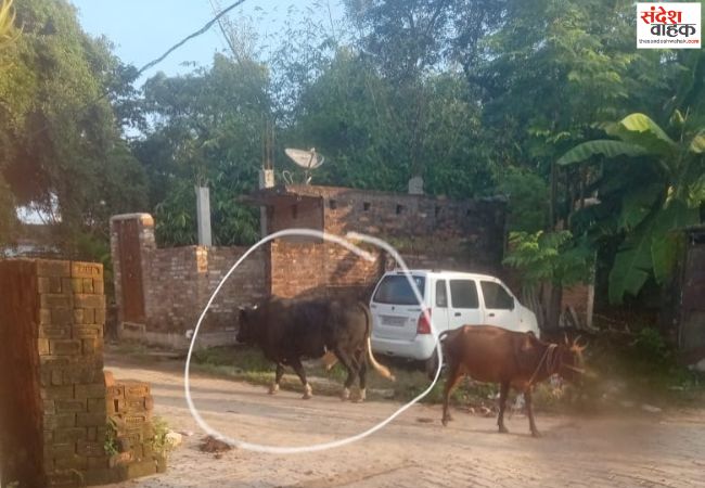 खुला घूम रहा किसान की जान लेने वाला सांड