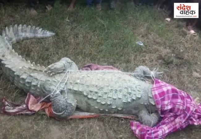 शाहजहांपुर में घर में घुसा 8 फीट का मगरमच्छ, 3 घंटे के रेस्क्यू के बाद नदी में छोड़ा