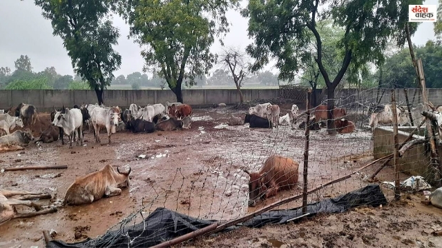 Budaun Gaushala Cow Death Case